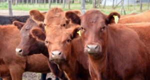 La semana que viene se define si se amplía o no el cupo para exportar carne