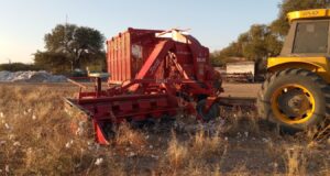 Córdoba: medidas preventivas ante la detección de un picudo del algodonero