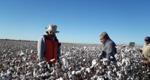 El algodón se recuperó y el área de siembra crecería 20%