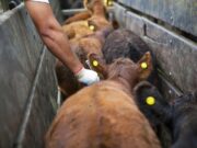 El 11 comienza la segunda campaña anual de vacunación contra la fiebre aftosa