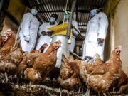 Mandatarios mundiales y expertos apelan a una importante reducción del uso de antimicrobianos