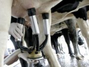 El mercado mundial lácteo atraviesa una recuperación en la producción