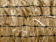 El derecho a las semillas: tensiones y debates