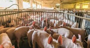 La bioseguridad es la mejor prevención contra la peste porcina africana (PPA)