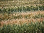 El agro argentino puede ser parte de la solución al cambio climático
