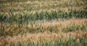 El agro argentino puede ser parte de la solución al cambio climático