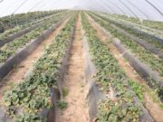Advierten que podría disminuir la producción de frutillas en Santa Fe