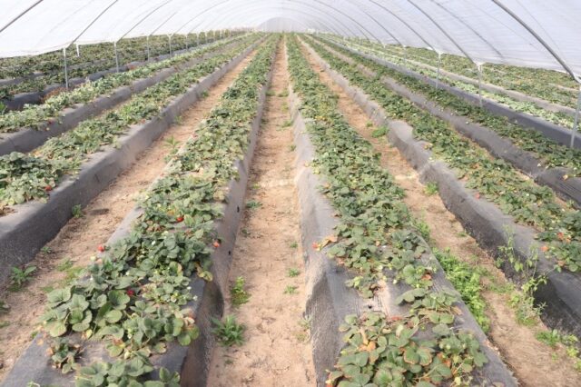 13 - 09 - inta - frutillas