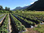 Créditos para la Agricultura Familiar por $500 millones