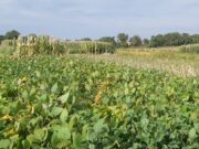 La mirada del INTA sobre cómo reducir el impacto del clima en los cultivos de verano