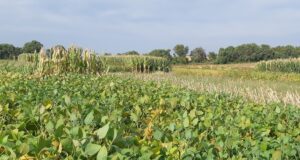 La mirada del INTA sobre cómo reducir el impacto del clima en los cultivos de verano