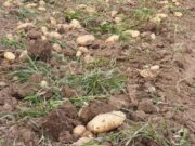Catamarca prohibió la producción para semilla de una papa Spunta transgénica
