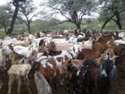 Nuevos proyectos para potenciar el desarrollo caprino en la provincia de Córdoba