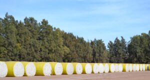 Se inicia la inscripción en el Registro Fitosanitario Algodonero para el período 2021-2022