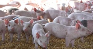 El sector porcino analizará en Fericerdo el consumo, exportación y producción