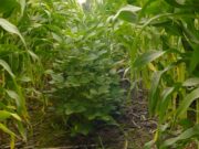 Intercultivo, una oportunidad más eficaz de producir
