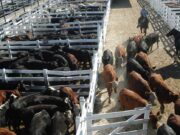Sorpresa: las categorías jóvenes son las que no alcanzan a la inflación