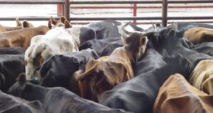 La vaca conserva cerca de recuperar el precio real anterior al cierre de exportaciones