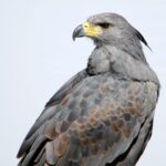 Aguila Coronada- (Balza)