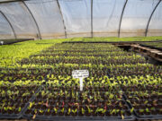 Sol Puntano comienza la venta de bandejas hortícolas primavera-verano para armar huertas familiares