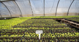 Sol Puntano comienza la venta de bandejas hortícolas primavera-verano para armar huertas familiares
