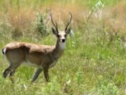 San Luis: una ley impone veda total y permanente para cinco animales y la palmera Caranday