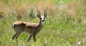 San Luis: una ley impone veda total y permanente para cinco animales y la palmera Caranday