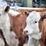 WhatsApp Image 2021-09-23 at 16.26.32