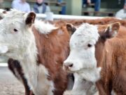 En agosto los envíos de carne aumentaron 25%