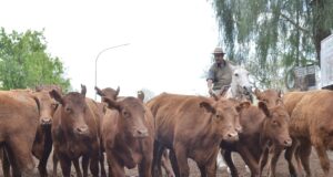 Las últimas lluvias llevaron buen ánimo comprador al remate de San Luis Feria