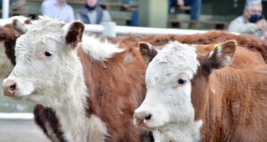 En agosto los envíos de carne aumentaron 25%