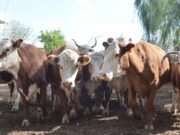 El gobierno anunciaría medidas de mejoras en la venta de carne a China