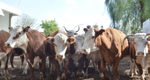 El gobierno anunciaría medidas de mejoras en la venta de carne a China
