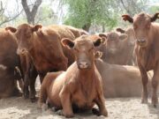 Las expectativas que genera la apertura de venta de carne al exterior