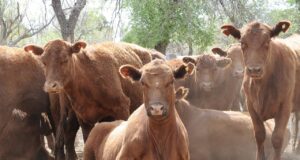 Las expectativas que genera la apertura de venta de carne al exterior