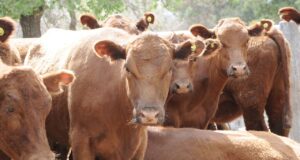 El Gobierno anunció que se reabren las exportaciones de carne a China