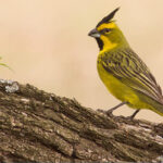 cardenal-amarillo-lateral