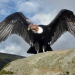 condor-andino