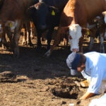 feedlot-destacada