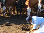 Los feedlots de la Pampa Húmeda podrían dejar de contaminar las aguas