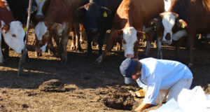 Los feedlots de la Pampa Húmeda podrían dejar de contaminar las aguas