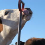 feedlot-vaquita