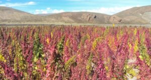 “La idea es que la quinoa se transforme en un alimento que cualquier persona pueda comprar”