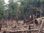 La Amazonia perdió en 36 años una superficie igual a la de Chile