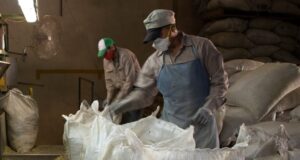 Supervisan la eliminación del exceso de palos en establecimientos yerbateros