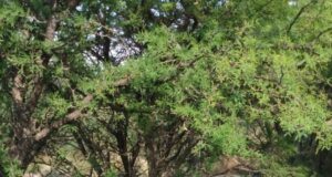 Villa Mercedes: le carnearon 4 animales, se llevaron otros 4 y cortaron alambres