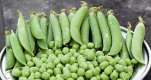 Arvejas: las proteínas vegetales que ganan terreno