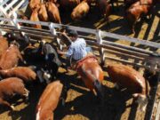 Liberan las exportaciones de “vaca china” y crean una “Mesa Cárnica”