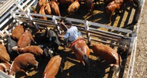 Liberan las exportaciones de “vaca china” y crean una “Mesa Cárnica”