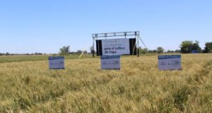 Acopiadores volvió a recordarle al Gobierno que peligra la comercialización de trigo argentino por el HB4